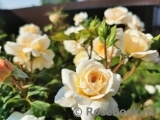 Crocus Rose® Crocus Rose®