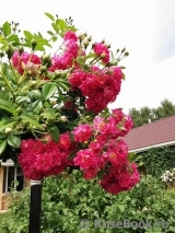 Super Excelsa Super Excelsa