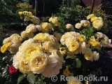 Golden Border Golden Border