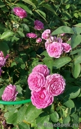 Heidi Klum Rose Heidi Klum Rose