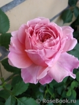 Princess Alexandra of Kent Princess Alexandra of Kent