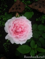 The Wedgwood Rose The Wedgwood Rose