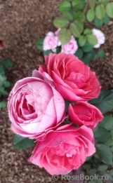 Gartenprinzessin Marie-Jose ® Gartenprinzessin Marie-Jose ®