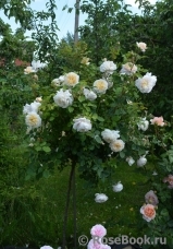 Crocus Rose® Crocus Rose®