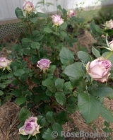 Dolcetto Dolcetto