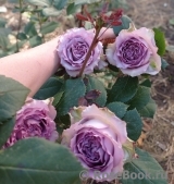 Dolcetto Dolcetto