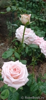 Pink O'Hara Pink O'Hara