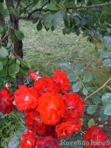 Planten un Blomen® Planten un Blomen®