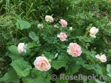 Abraham Darby Abraham Darby