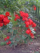 Planten un Blomen® Planten un Blomen®