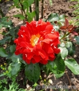 Red Lady Ruffles ® Red Lady Ruffles ®