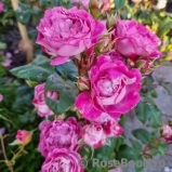 Centenaire de l'Haÿ-les-roses ®