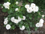 Aspirin Rose Aspirin Rose