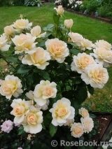Chandos Beauty Chandos Beauty