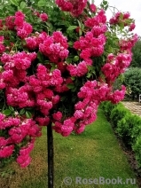 Super Excelsa Super Excelsa