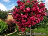 Super Excelsa Super Excelsa
