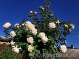 Crocus Rose® Crocus Rose®
