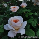 Crocus Rose® Crocus Rose®