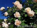 Crocus Rose® Crocus Rose®