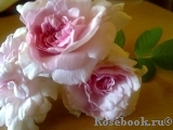 Rosemoor Rosemoor