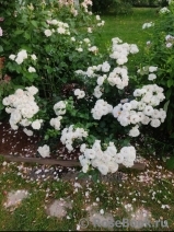 Aspirin Rose Aspirin Rose