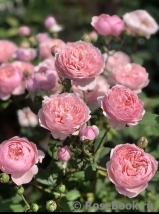 The Alnwick Rose The Alnwick Rose