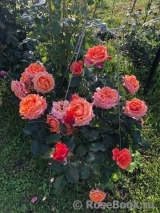 Cherry Brandy ® Cherry Brandy ®