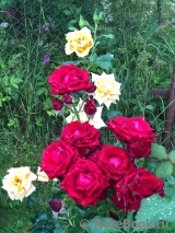 Lovely Red Lovely Red