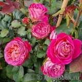 Centenaire de l'Haÿ-les-roses ®