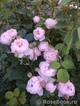 The Alnwick Rose The Alnwick Rose
