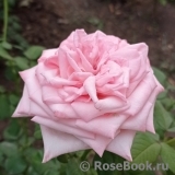 Pink O'Hara Pink O'Hara