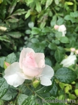 Aspirin Rose Aspirin Rose