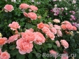 Corail gelee Corail gelee