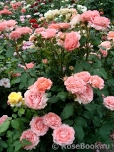 Corail gelee Corail gelee