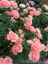 Corail gelee Corail gelee