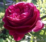 Falstaff® Falstaff®