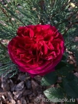 Falstaff® Falstaff®