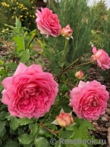 Jubilee Celebration® Jubilee Celebration®
