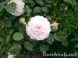 Great North Eastern Rose Great North Eastern Rose