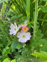 Rosa eglanteria Rosa eglanteria