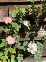 Rosa eglanteria Rosa eglanteria