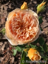Crown Princess Margareta® Crown Princess Margareta®
