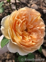Crown Princess Margareta® Crown Princess Margareta®