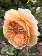 Crown Princess Margareta® Crown Princess Margareta®