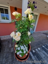 Uetersener Klosterrose Uetersener Klosterrose