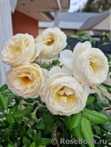 Uetersener Klosterrose Uetersener Klosterrose