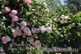 Constance Spry Constance Spry