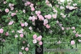 Constance Spry Constance Spry