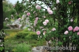 Constance Spry Constance Spry