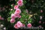 Constance Spry Constance Spry